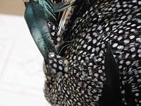 b6e